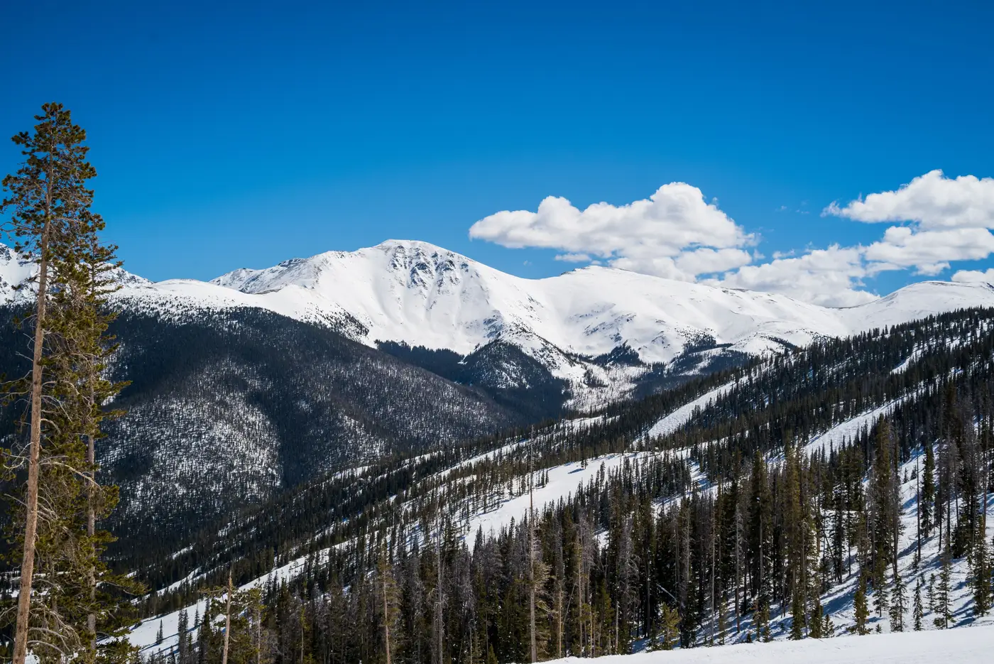 Snow-capped mountain peaks rising above a forested slope, showing the transition from tree line to snow line.